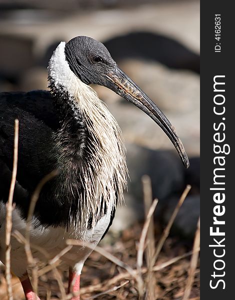 A Straw-necked Ibis standing in some weeds during winter months