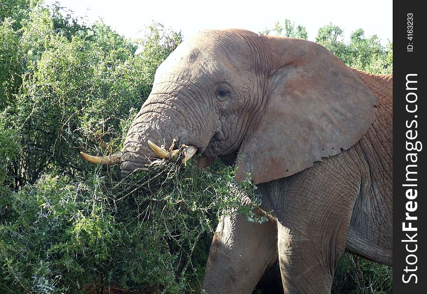 Elephant Bush