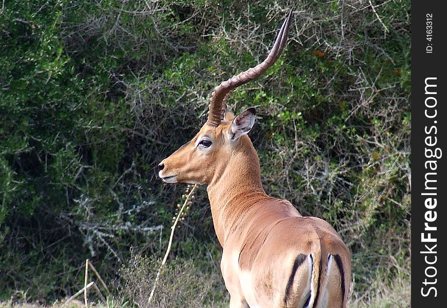 This male impala shows why the are called the fastfood of the plains the M on the rear resembles a mcdonalds m. This male impala shows why the are called the fastfood of the plains the M on the rear resembles a mcdonalds m