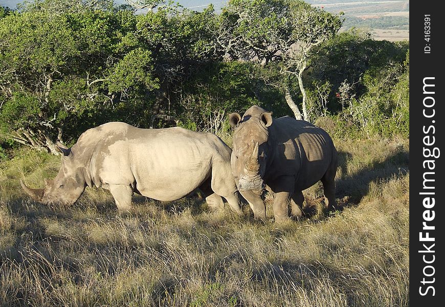 This two rhinos were always together. the male wanted to protect his unborn calf