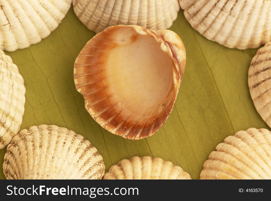 Sea shell theme