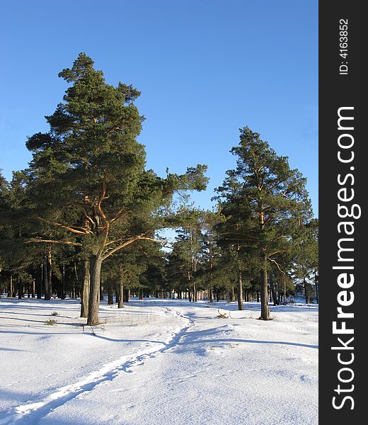 Pine trees in winter forest, narrow path between trees, sunny day. Pine trees in winter forest, narrow path between trees, sunny day