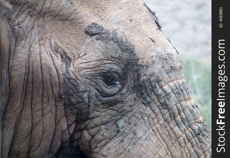 Eye Of A Elephant