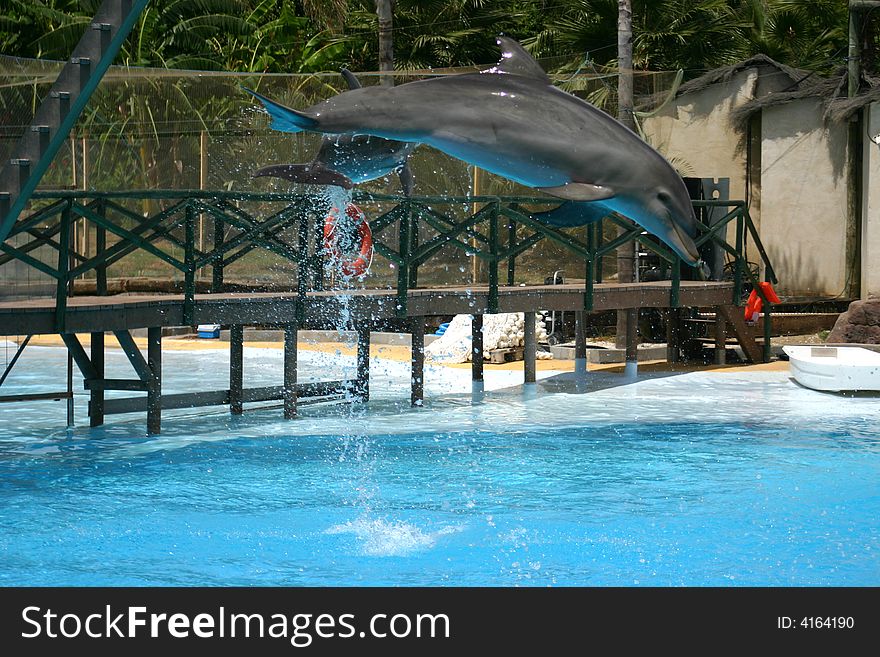 A Dolphin jumping in mid-air during a show at a safari park. A Dolphin jumping in mid-air during a show at a safari park