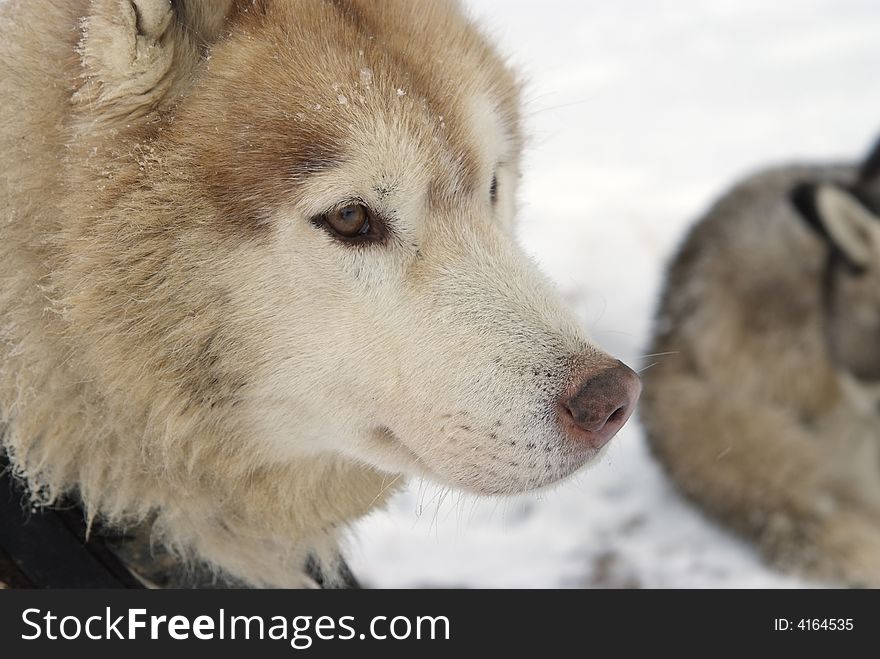 Close Up portrait of a Greenland Sledge Dog. Close Up portrait of a Greenland Sledge Dog