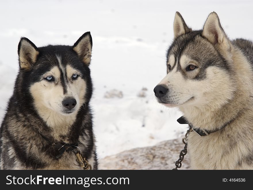 Close Up portrait of two Greenland Sledge Dogs. Close Up portrait of two Greenland Sledge Dogs