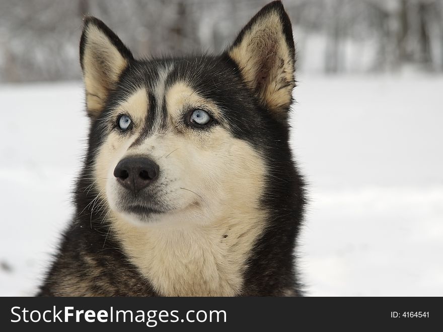 Close Up portrait of a Greenland Sledge Dog on alert