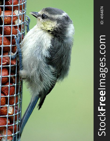 A fledgling baby blue tit on a feeder