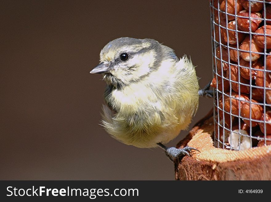 A fledgling baby blue tit on a feeder