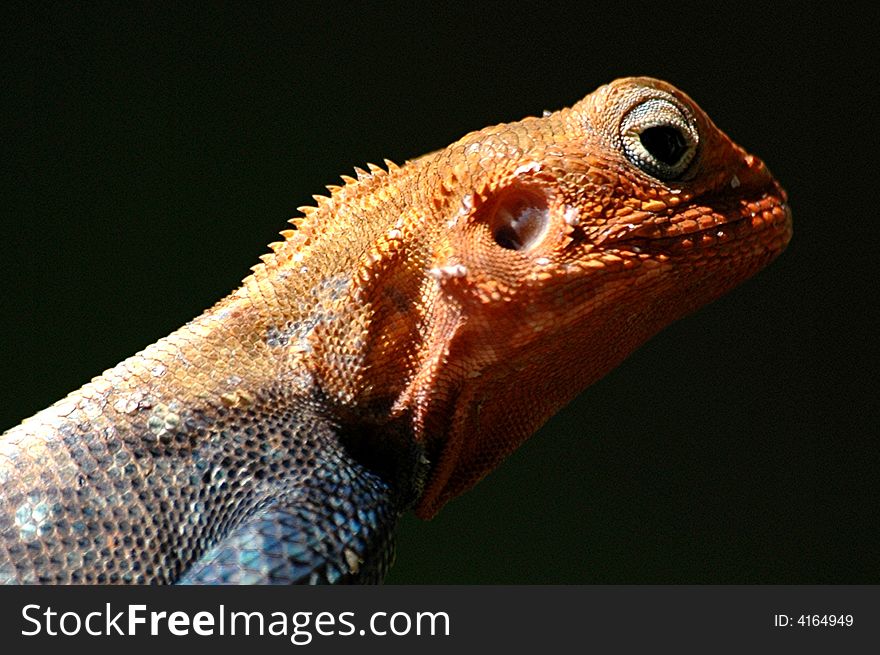 Close up shot of a Red Headed Lizard