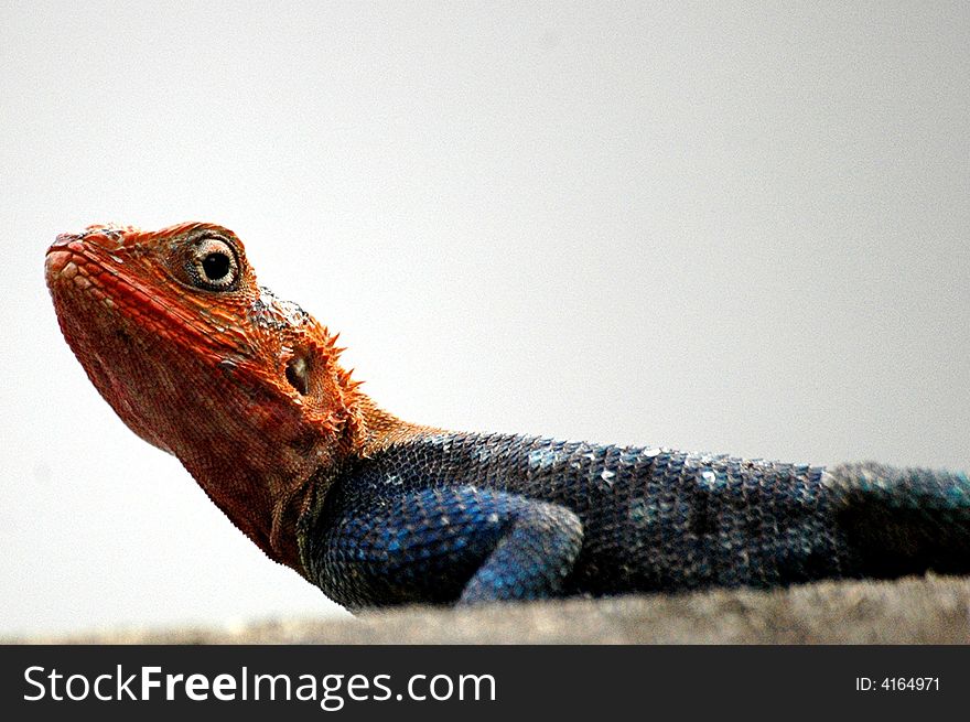 Close up shot of a Red Headed Lizard