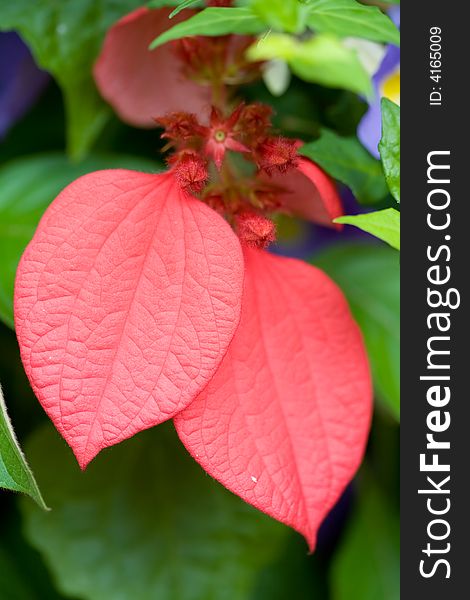 Close-up of red leaves plant in the garden