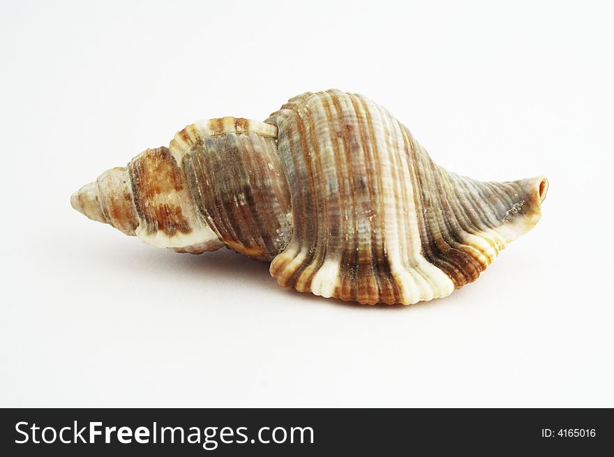A shell on white background.