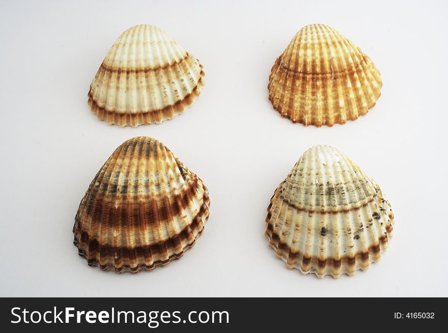 Four shells on white background.