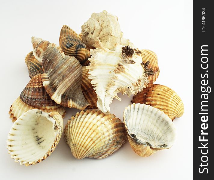 Many shells on white background.