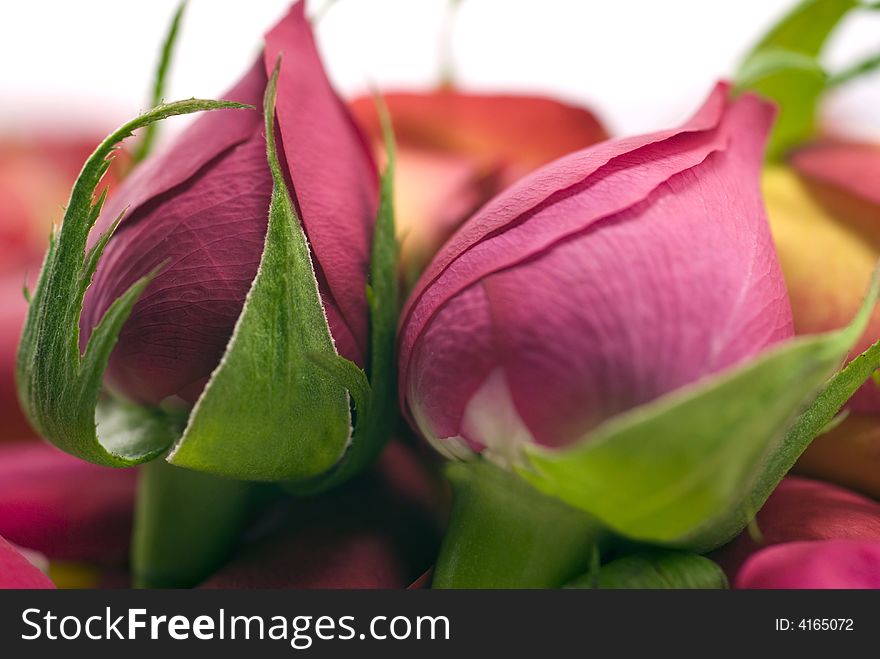 Two roses red and pink close - up