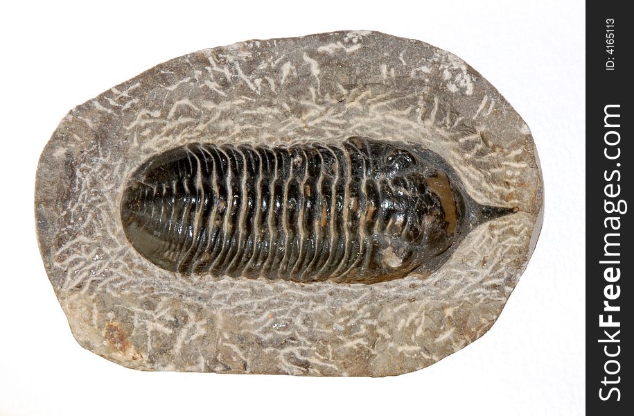 The marine fosil of trilobit