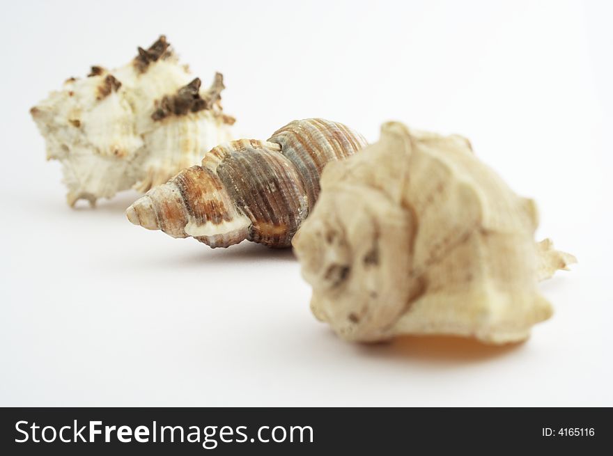 Three shells on white background.