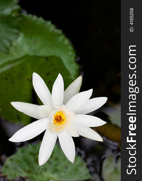 Pure white lotus flower against green background. Pure white lotus flower against green background