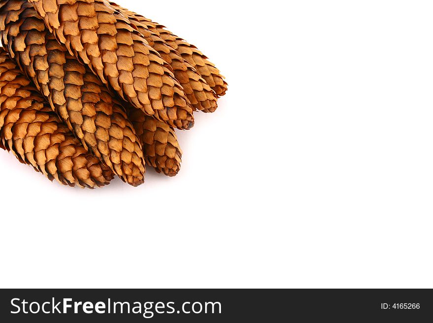 Pine cone isolated on the white background. Pine cone isolated on the white background
