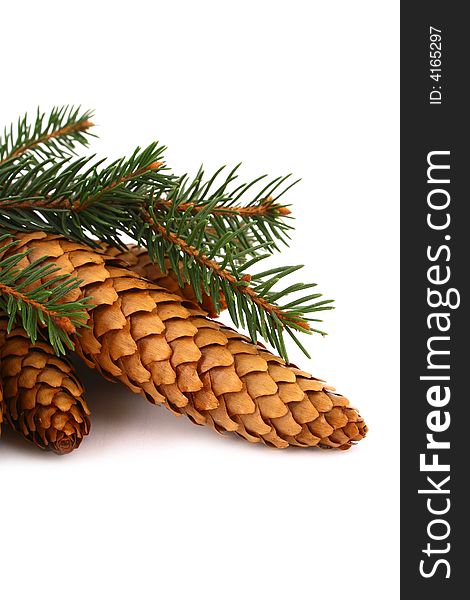 Wood pine fir cones
