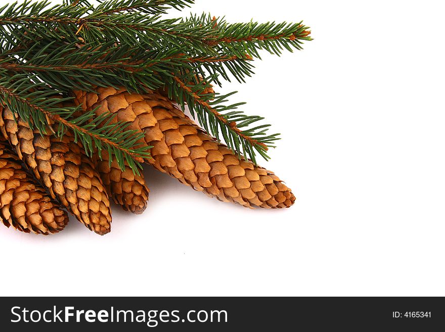 Wood pine fir cones