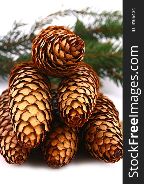 Pine cone isolated on the white background. Pine cone isolated on the white background