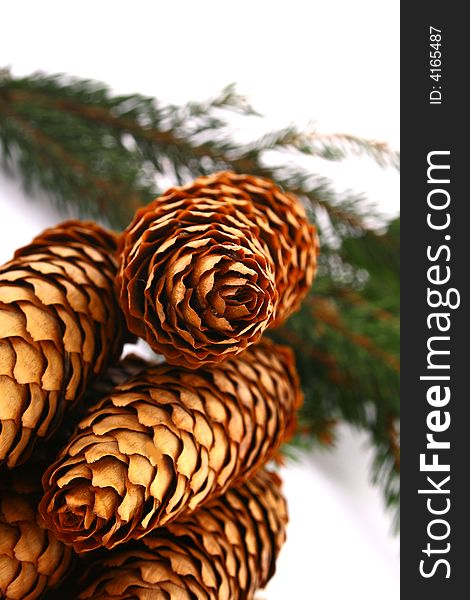 Wood pine fir cones