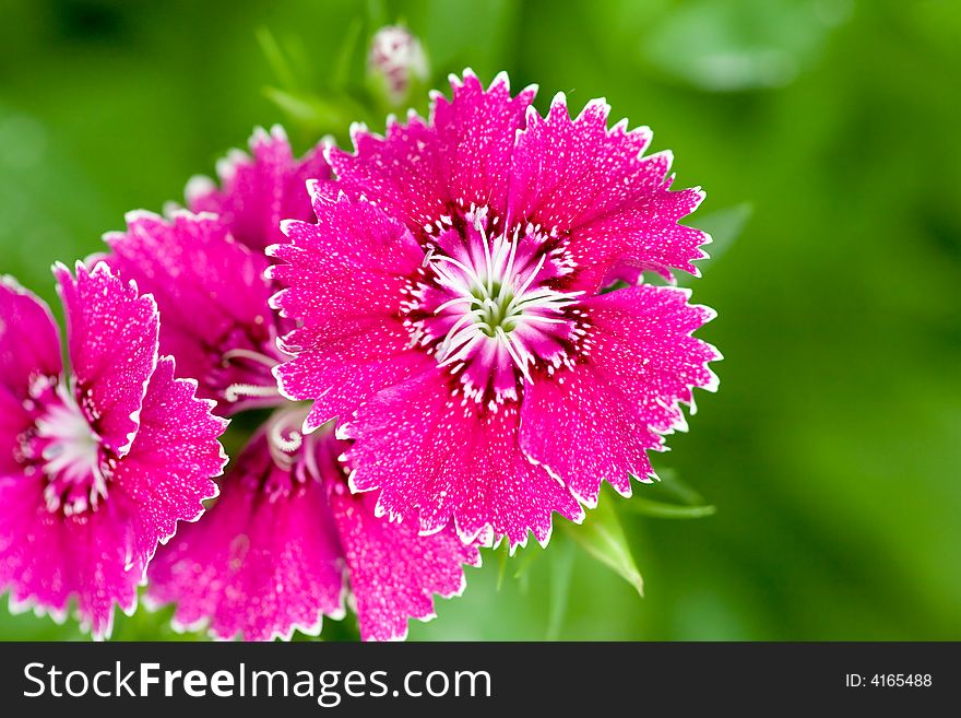 Pink color flower blooming in the garden