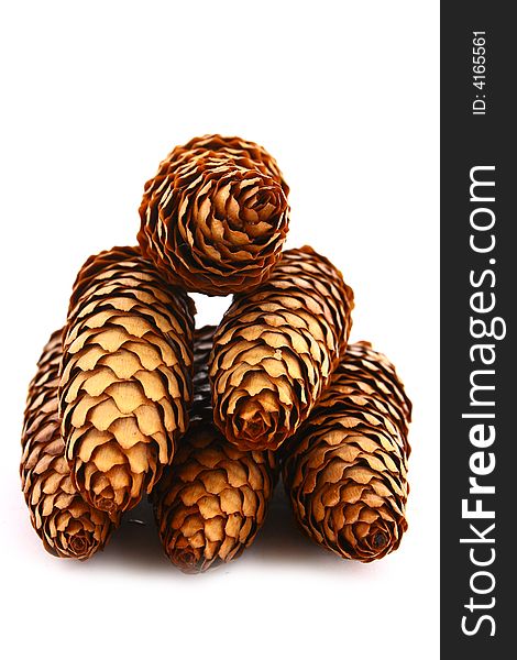 Pine cone isolated on the white background. Pine cone isolated on the white background