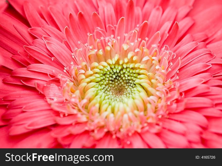Close-up of a daisy with pink petals. Close-up of a daisy with pink petals