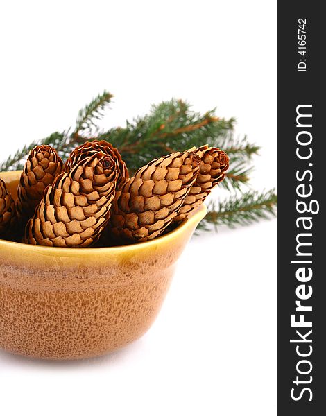 Pine cone isolated on the white background. Pine cone isolated on the white background