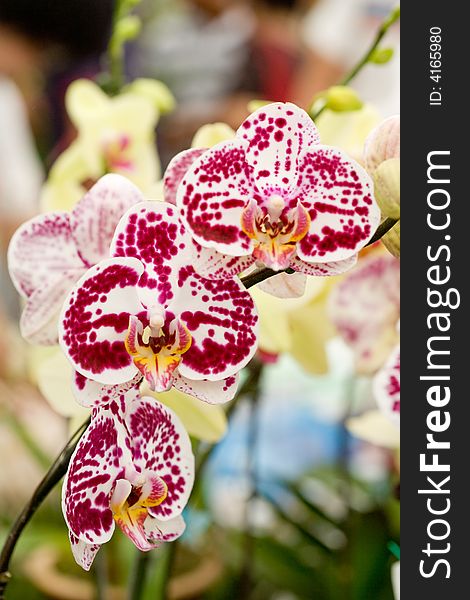 Colorful orchids blooming in the garden. Colorful orchids blooming in the garden