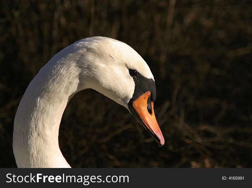 White orange and black swan head. White orange and black swan head