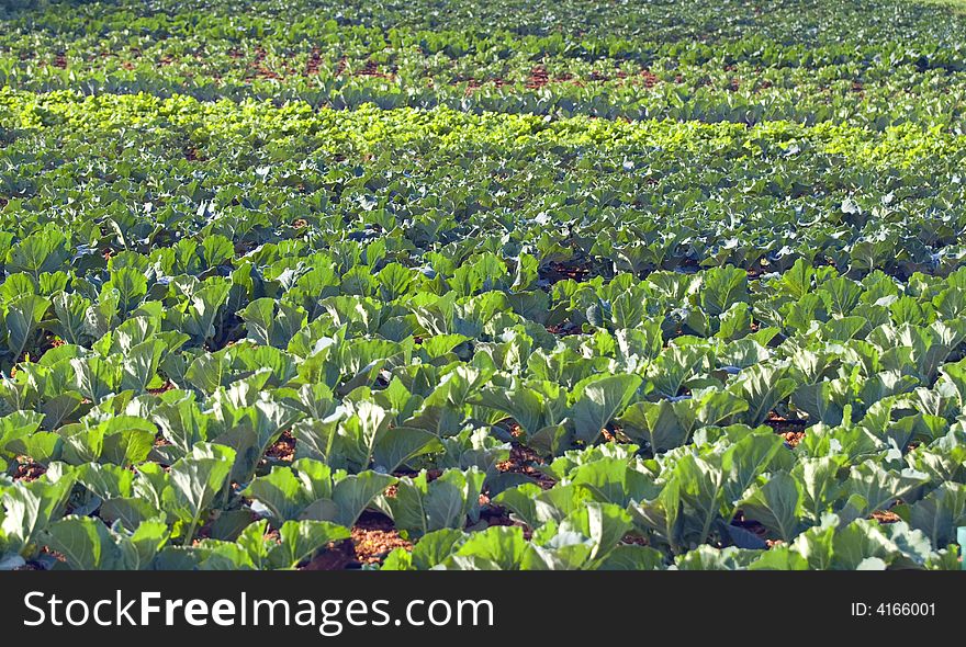 Green cabbage on the field  in warm morning light. Healthy food. eco-food.
standing in row, sharp at front. Diverent colors of green. . Green cabbage on the field  in warm morning light. Healthy food. eco-food.
standing in row, sharp at front. Diverent colors of green.