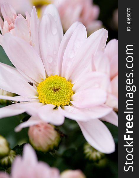 Pink color daisy flowers