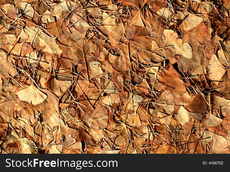 Gingko Biloba Leaves