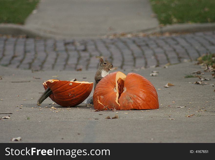 Squirrel eating a pumpkin on sidewalk. Squirrel eating a pumpkin on sidewalk