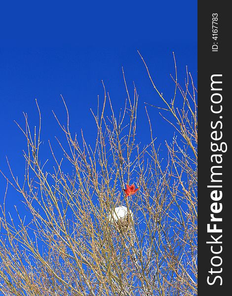 Bird Nest filled with snow in the winter with the last orange leaf on blue sky. Bird Nest filled with snow in the winter with the last orange leaf on blue sky