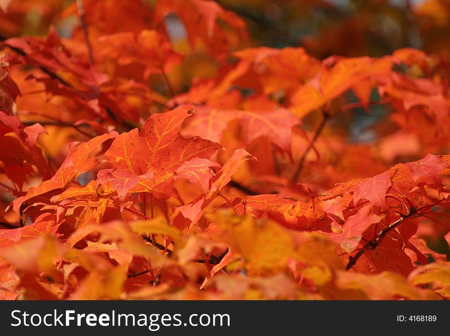 A closeup of red maple leaves on a branch in fall.