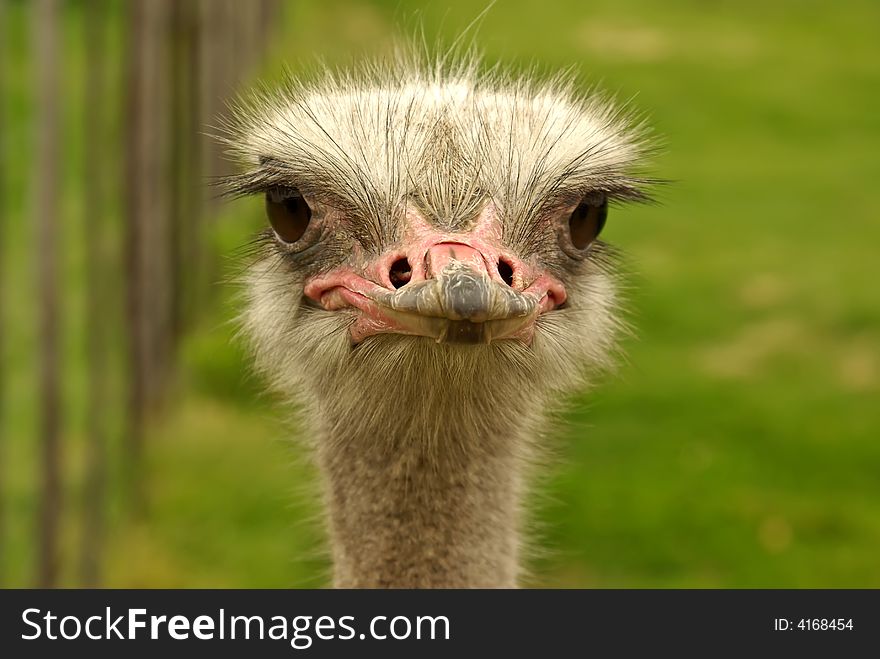 African two-toed ostrich - close-up portrait in farm in cape town, south africa