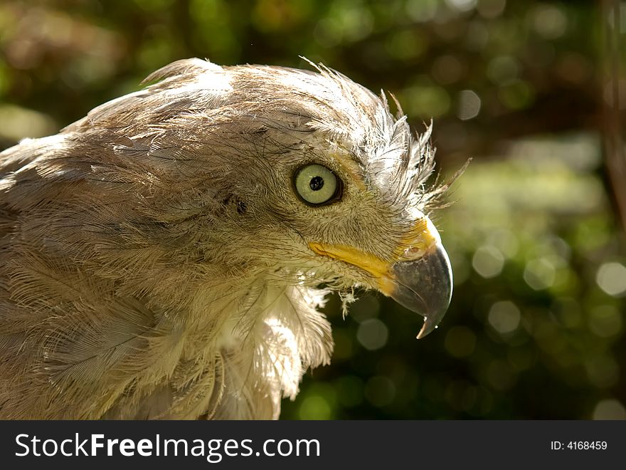 Varmint bird - african hawk close-up portrait made in national park in south africa