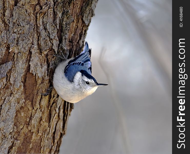 White-breasted nuthatch perched on the side of a tree