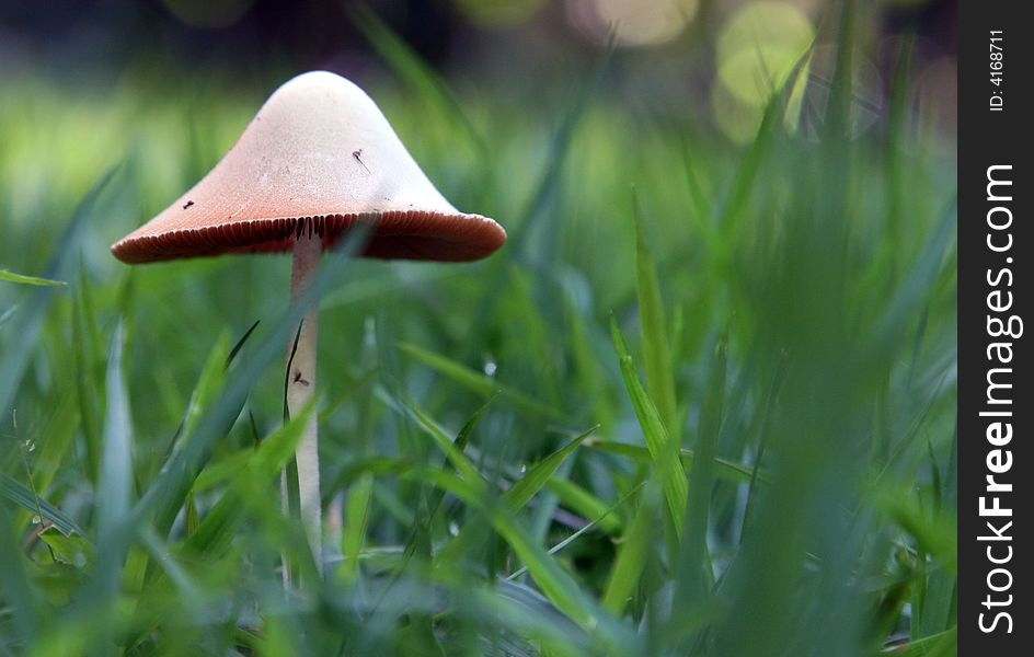 A little mushroom on the grass. A little mushroom on the grass