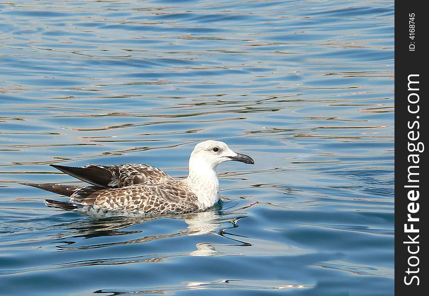 Seagull is resting on the sea surface. Seagull is resting on the sea surface.