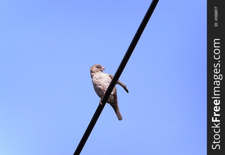 Little Sparrow Sitting on the Telephone Wire