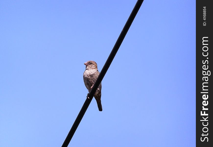 Little Sparrow Sitting on the Telephone Wire