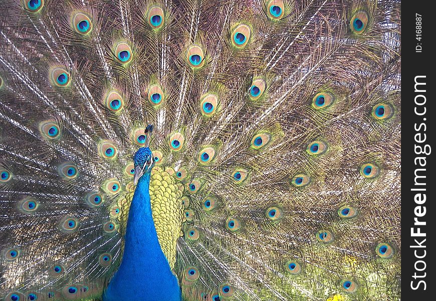 Peacock showing off his beautiful plumage