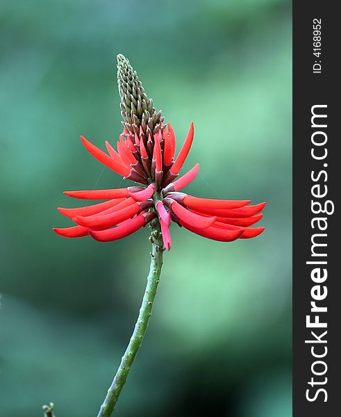 A brazilian tropical red flower. A brazilian tropical red flower