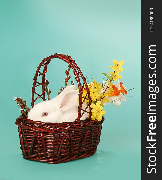albino, white rabbit in basket